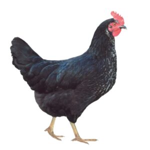 DOMINANT BLACK D149
