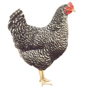 DOMINANT BRINDLE D959
