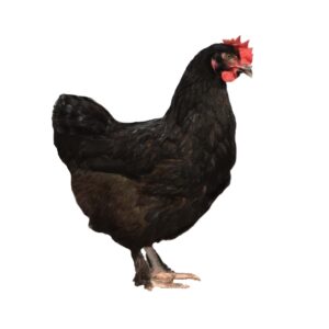 DOMINANT DARKSHELL DS109