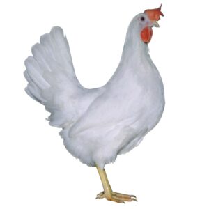 DOMINANT LEGHORN D229