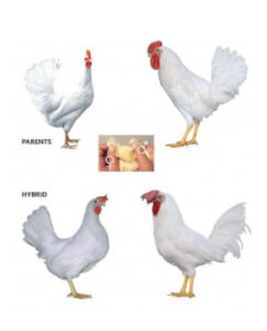DOMINANT LEGHORN D229