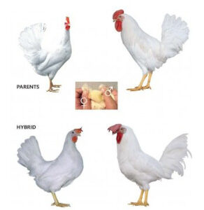 DOMINANT LEGHORN D229
