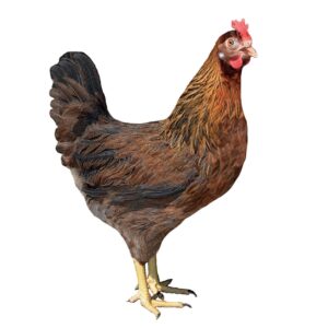 DOMINANT PARTRIDGE D300