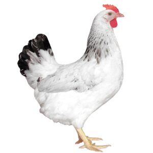DOMINANT SUSSEX D304
