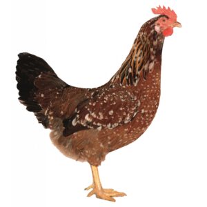 DOMINANT TRICOLOR D301