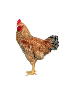 Dominant CZ Roosters