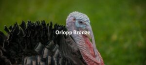Орлоп Бронз